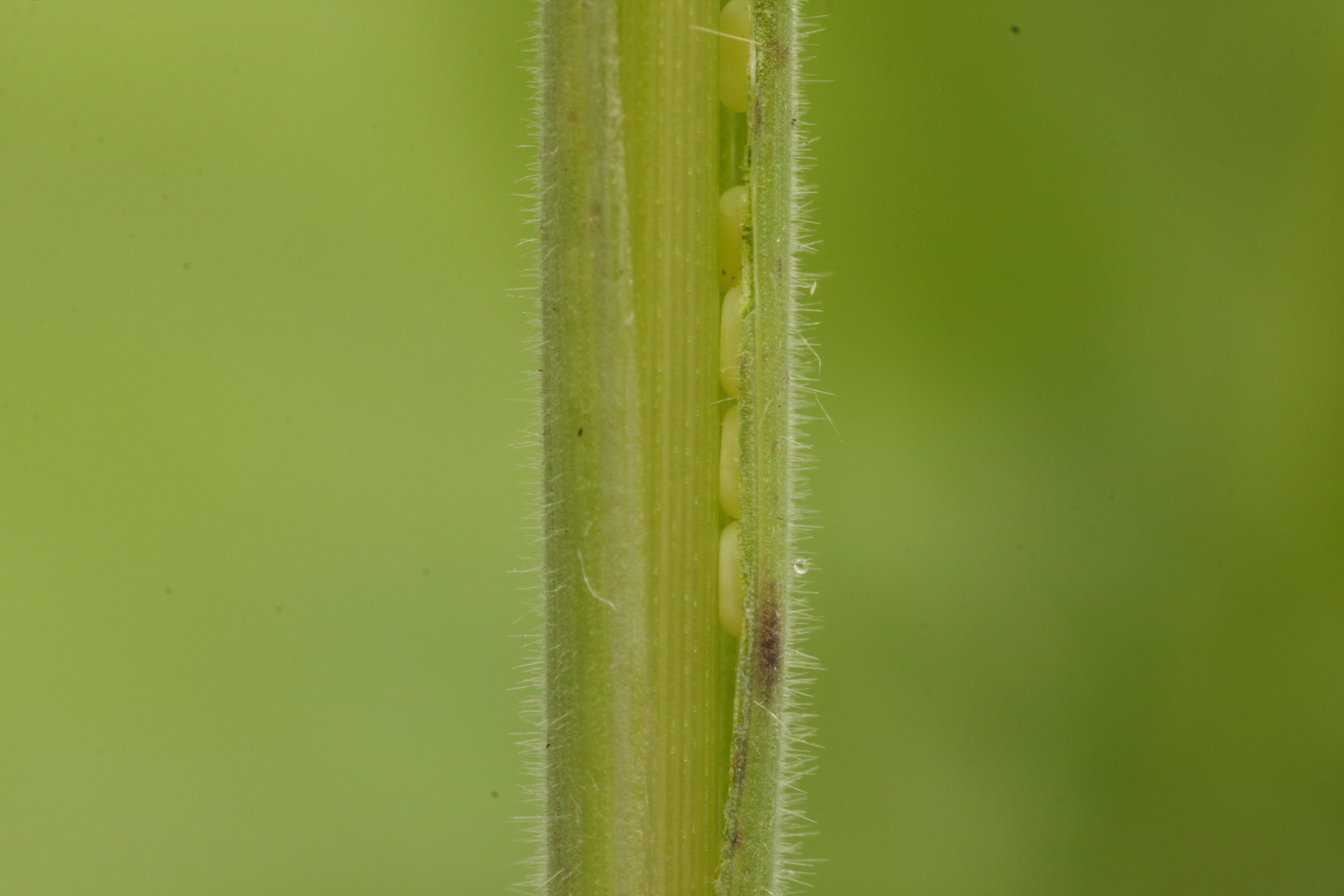 2012 08 02 Tlineola ei 005.JPG